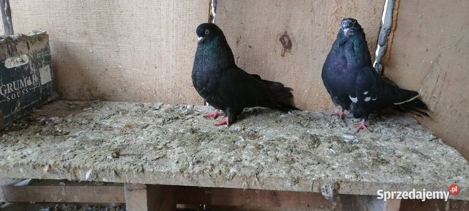 Orliki lubelskie sprzedam