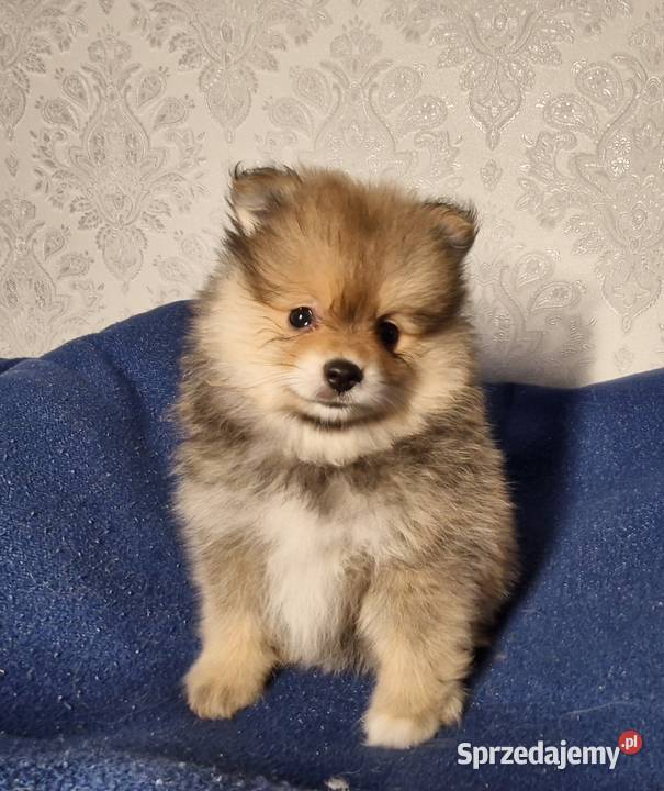 Szpic miniaturowy Pomeranian sprzedam