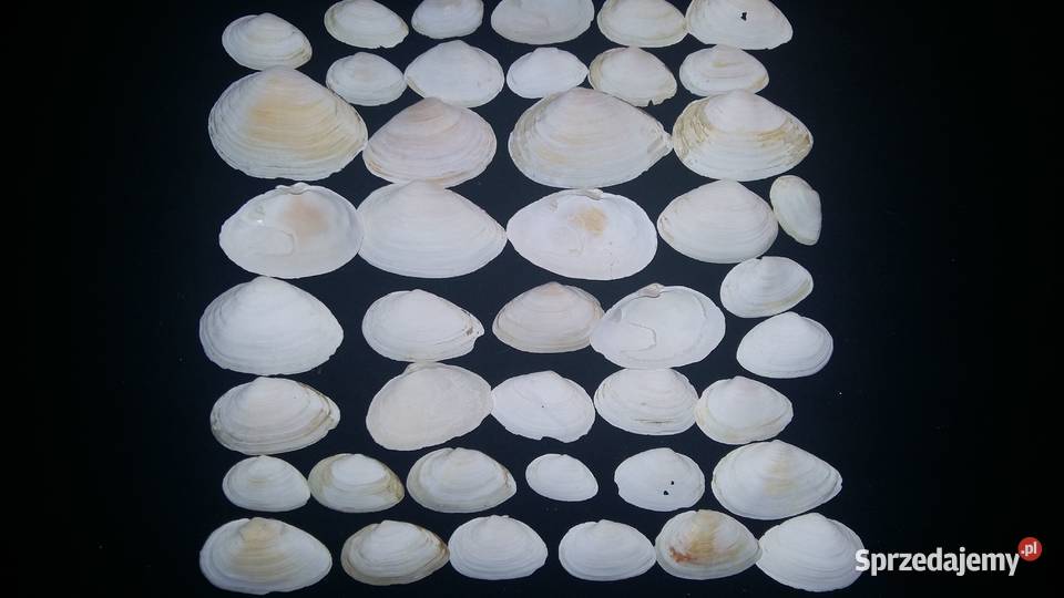 Muszla morskaConus Stożekmuszelki Łódź