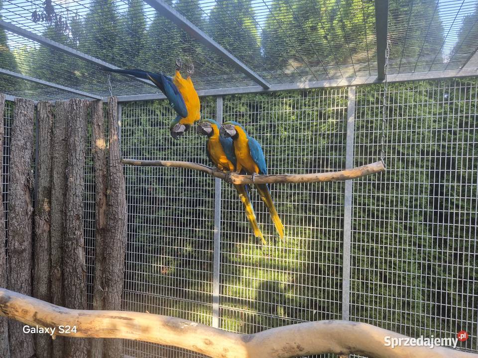 Ara Ararauna Rakoniewice