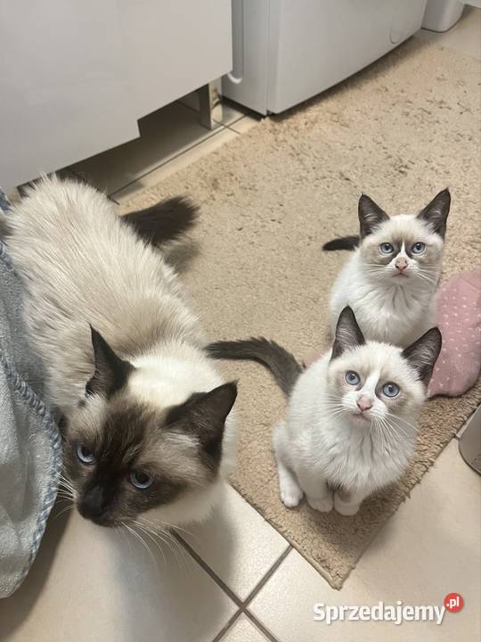 Kotki w typie rasy Ragdoll 13 tygodni kocurki Chełm