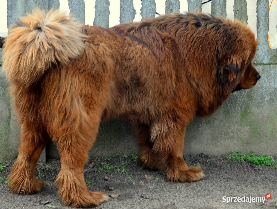 Mastif tybetański FCI