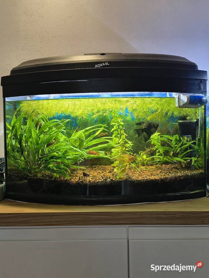Akwarium 60 L panoramiczne Myślenice