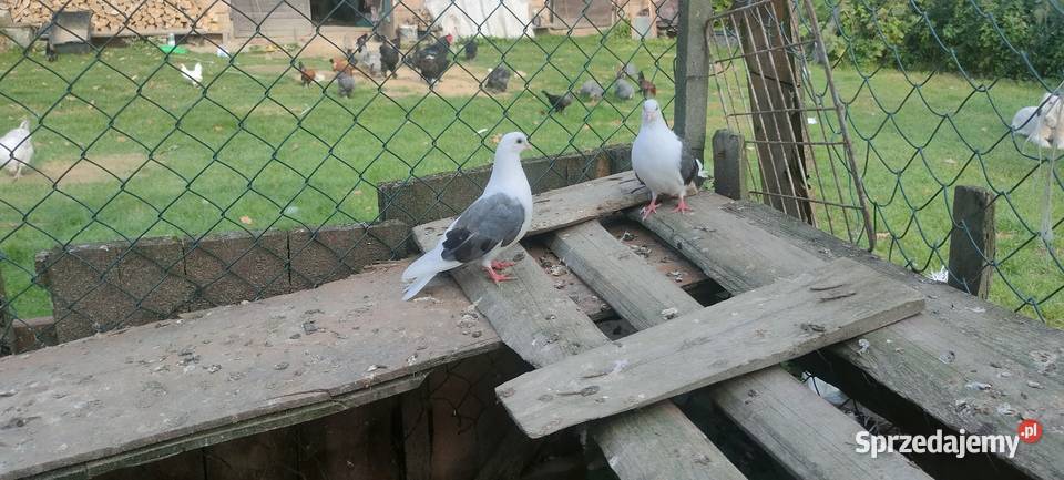 Orliki boki siwe Ptaki lubelskie