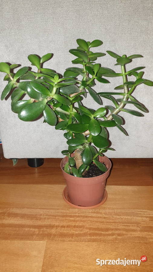 Grubosz crassula drzewko szczęścia duża Warszawa