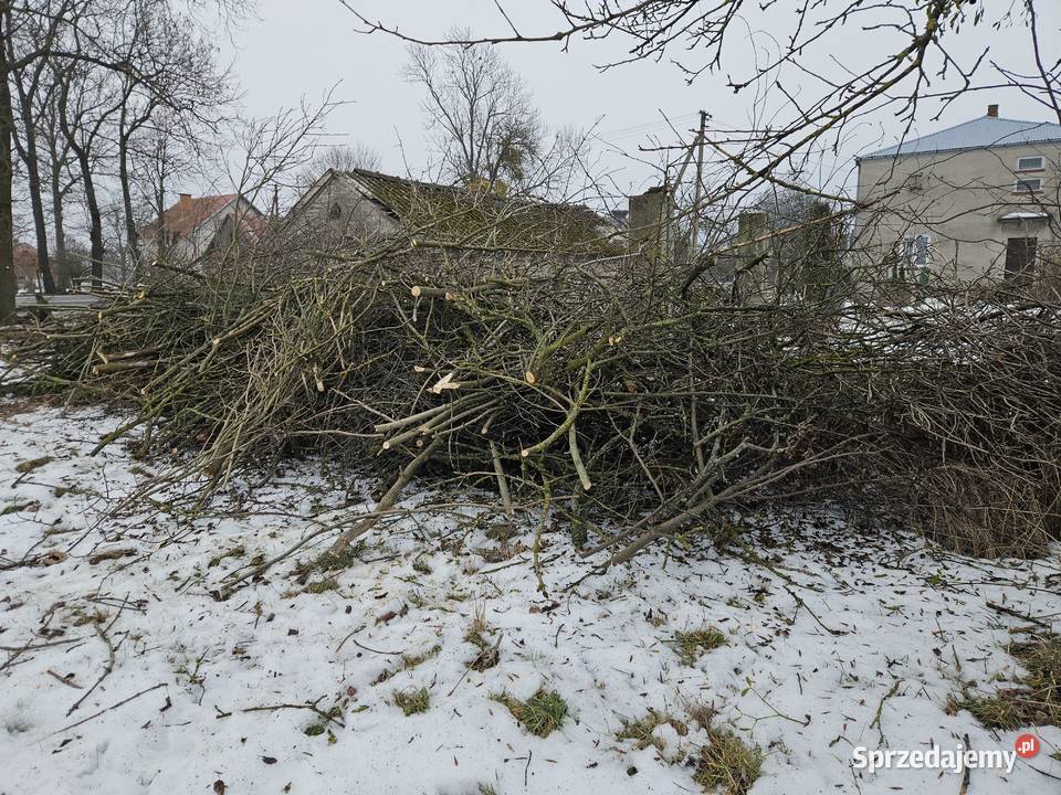 Oddam gałęzie Opał lubelskie Marylin