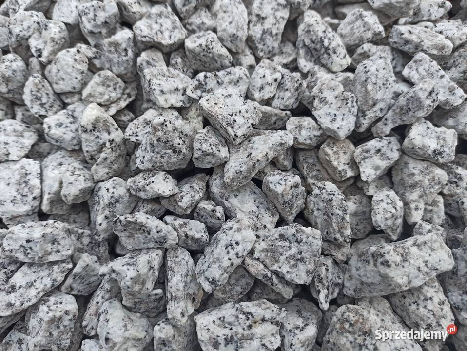 Grys Granitowy Dalmatyńczyk szary w kropki Biała łódzkie Łódź