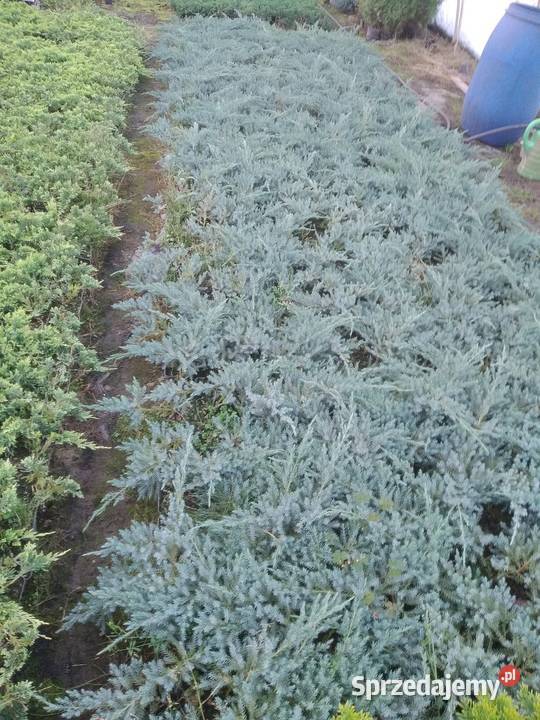 Jałowiec Blue Carpet około 30 P9 małopolskie Wawrzeńczyce sprzedam