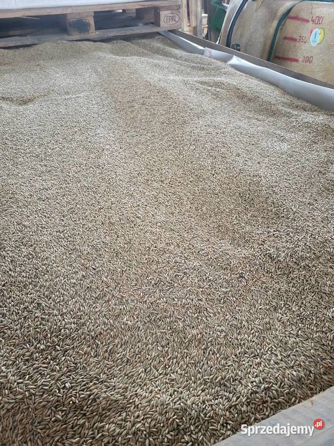 Żyto 2025 Odrzywół