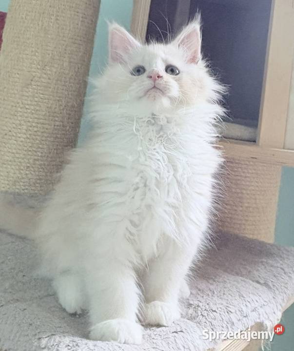 Maine Coon kocięta imporcie Linia Shaded