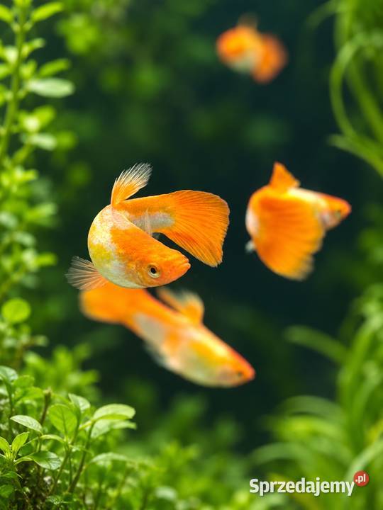 GUPIK GOLDEN KOI POECILIA RETICULATA Piła sprzedam