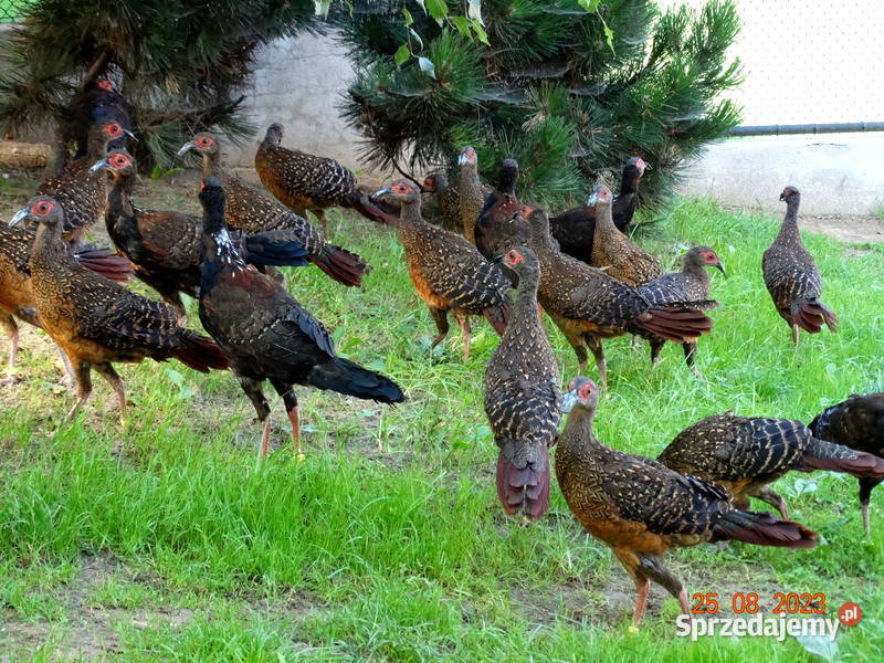 Sprzedam Bażanty Swinhoe Bażant z 2023r Samce i Gostyń