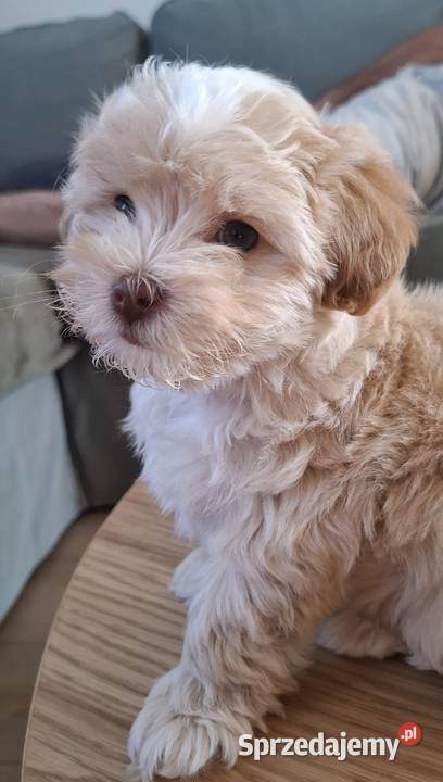 Maltipoo 10tyggotowe do nowego domuinteligencja łódzkie Łowicz