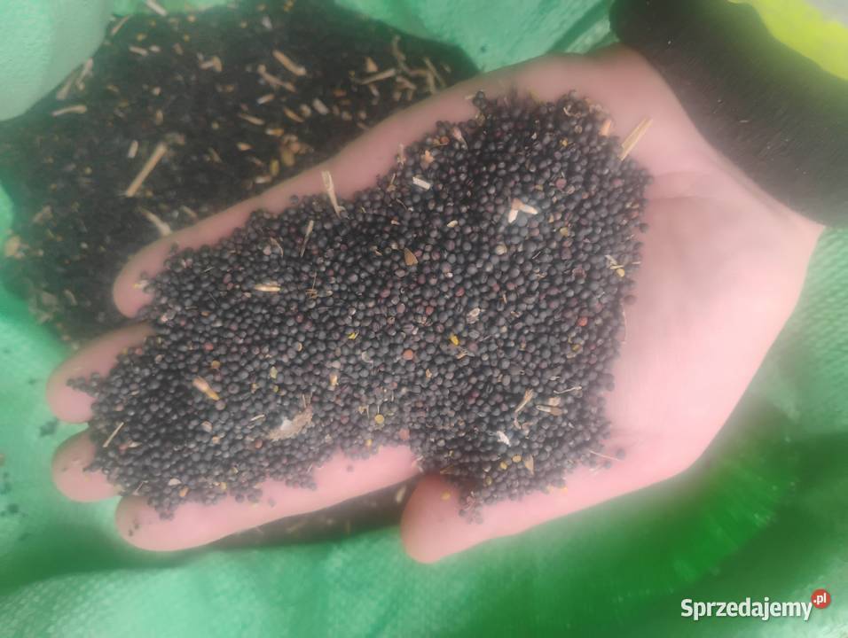 Rzepak pozostałość sprzedaży Piaski