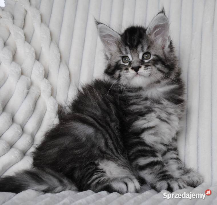 Piękne i duże kocurki maine coon