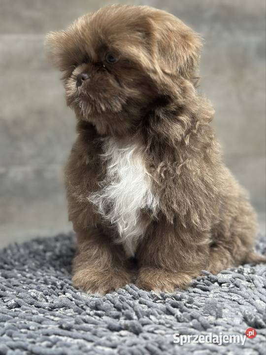 Shih Tzu piesek Monti
