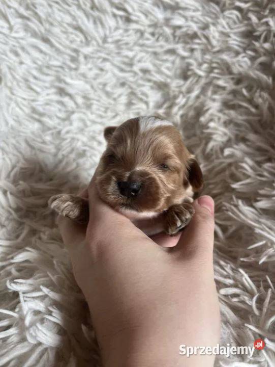 Wyjątkowy piesek cockapoo f1b mama cockapoo tata Pozostałe Pozostałe Busko-Zdrój