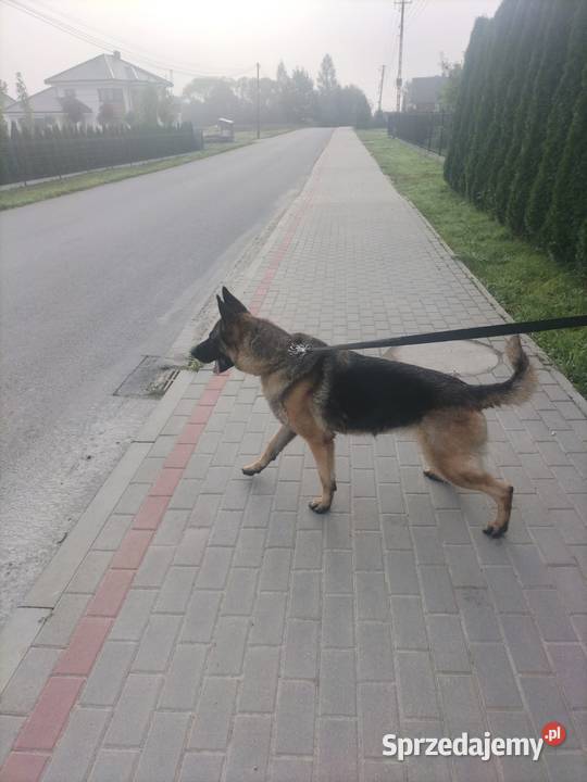 Pies owczarek Wyżne