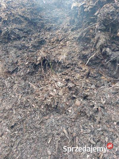 kora zanieczyszczona Krzepice