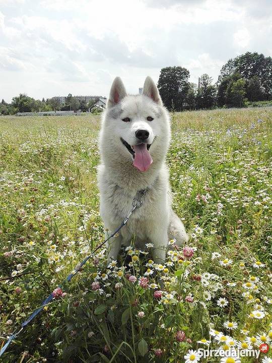 Syberian Husky suczki szczeniaki Ruda Śląska