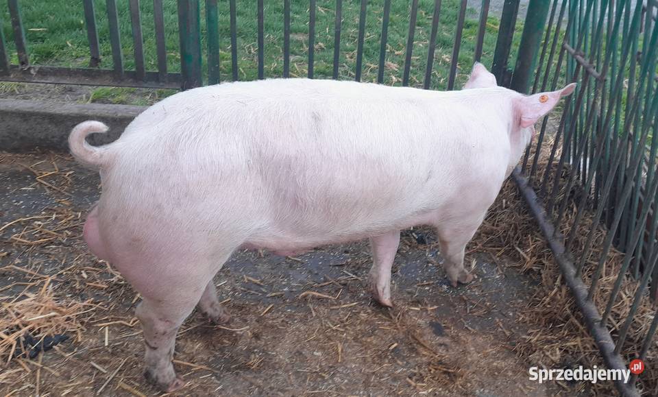 Knurek PBZ x WBP Strzałkowo