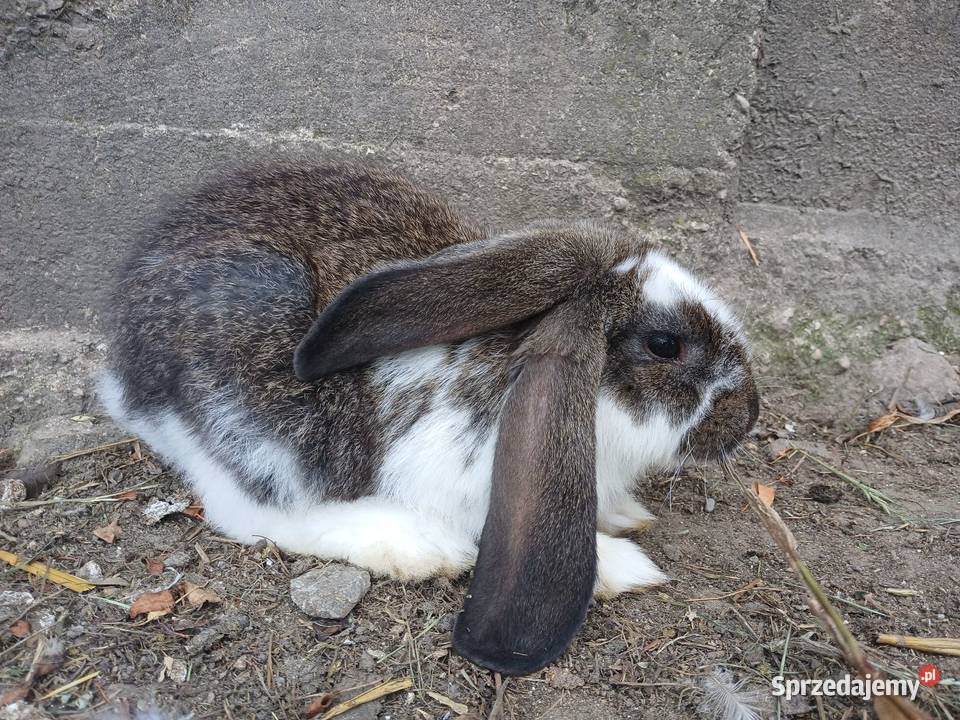 barany francuskie kujawsko-pomorskie Szczeblotowo