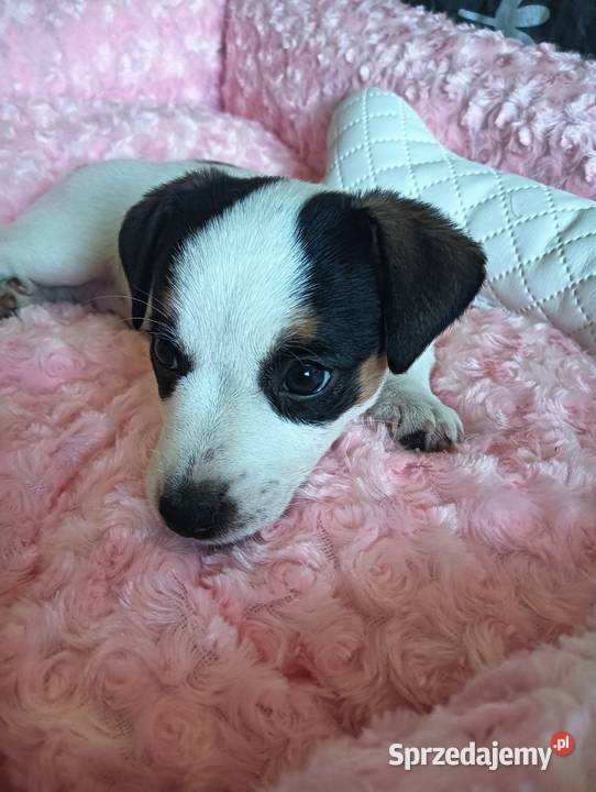 Suczka jack russell terrier Częstochowa sprzedam