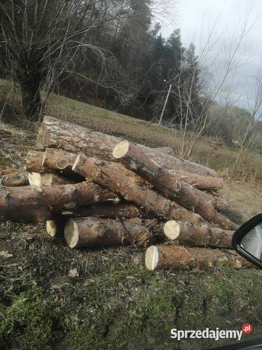 Grube drewno opalowe Sosna Jodła Modrzew Zakliczyn