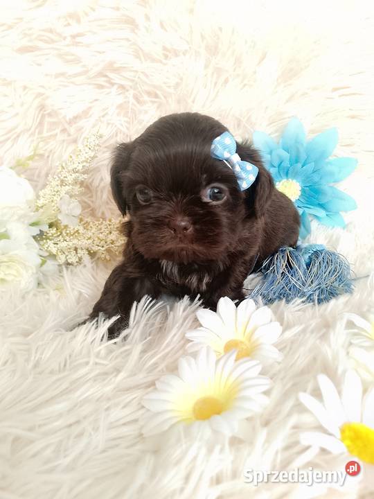 Czekoladowy piesek rasy ShihTzu wielkopolskie