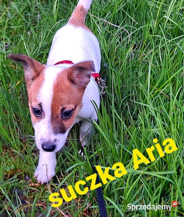 Aria Jack Russell Terrier Jack Russell Terrier Dobieszczyzna