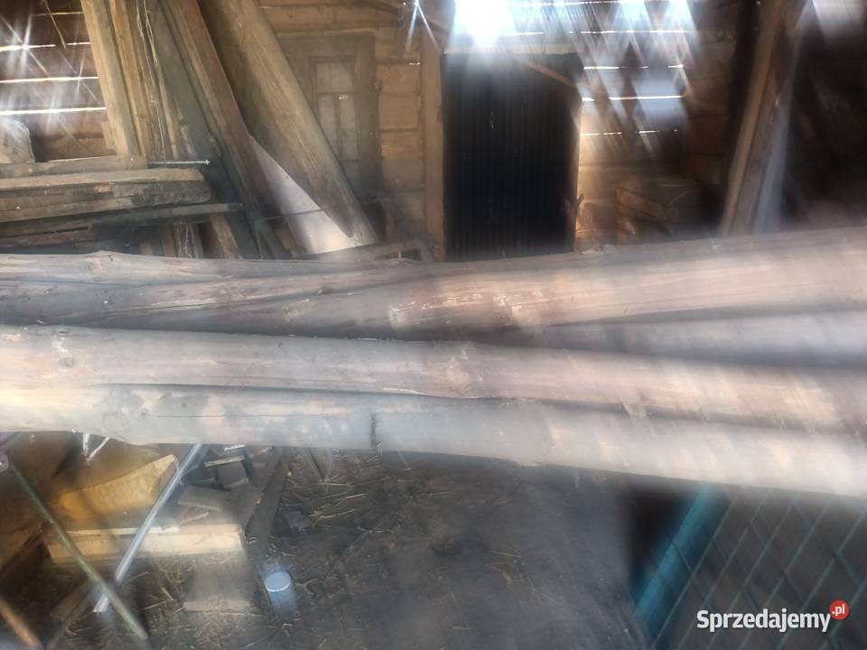 Zerdzie sosnowe Padew Narodowa