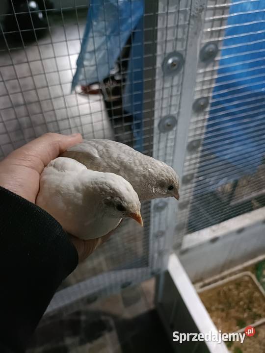 Przepiórki chińskie Jastrowie sprzedam