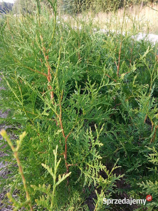 Tuja brabant 80 120 Żywopłot Sławno