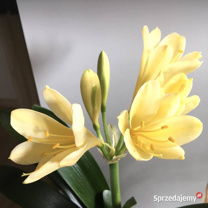 clivia kliwia żółta