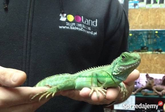 AGAMA BŁOTNA młody samiec