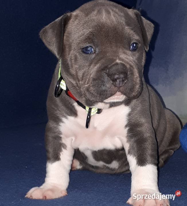 Amstaff Reproduktor Zwierzęta Dęblin sprzedam