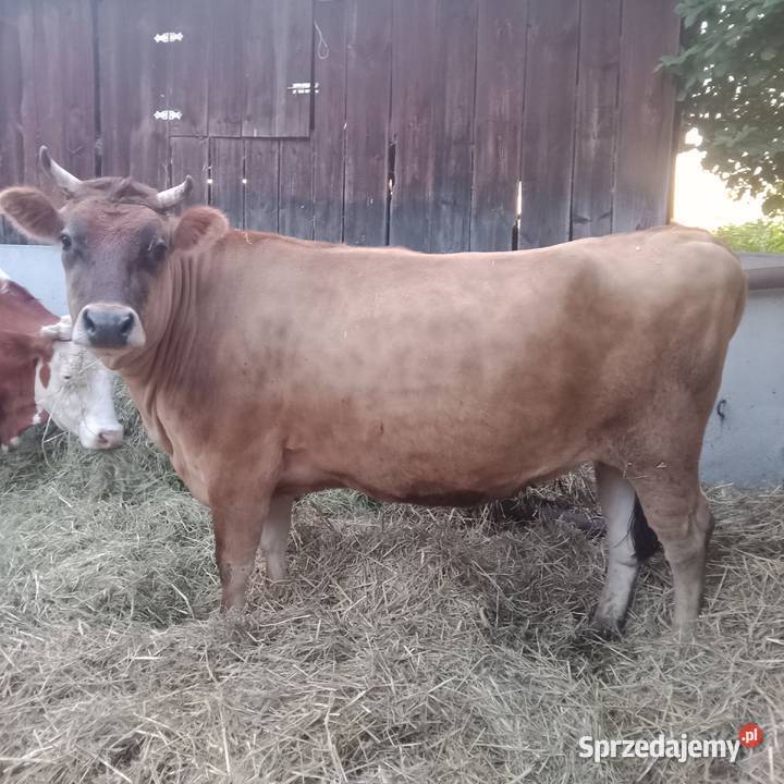 Sprzedam 2 eko krowy SM i Yersey w ręce Zwoleń sprzedam