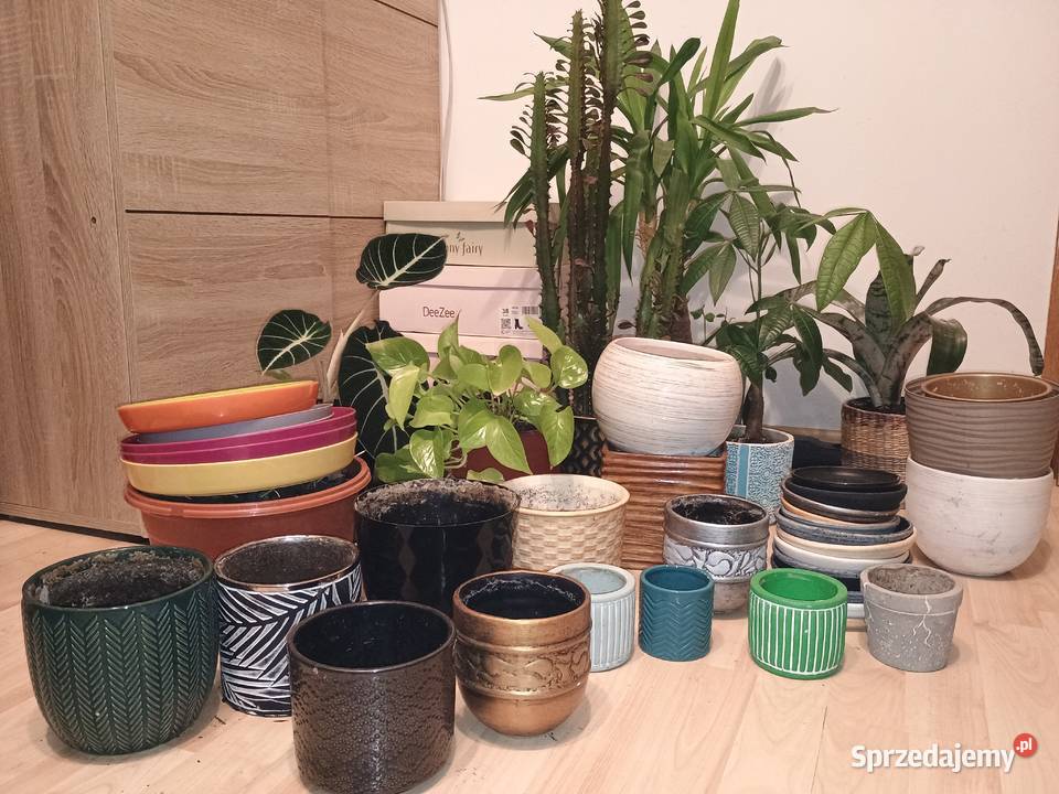 Kwiaty doniczkowe wszystko Lubartów