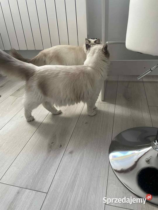 Kotek Ragdoll FPL Wieluń