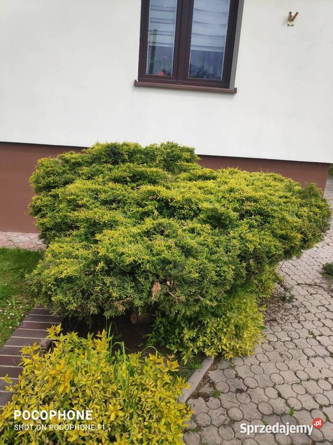 Przycinanie bonsai ciecie strych krzewów pod sprzedam