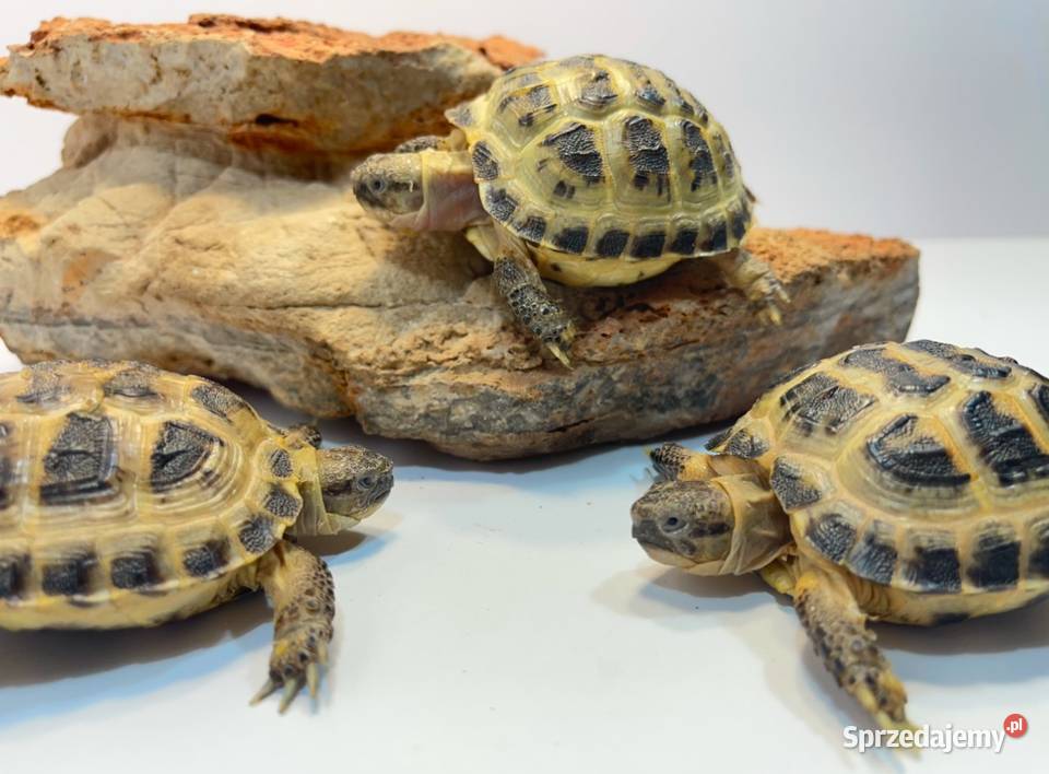Żółw stepowy Szczecin
