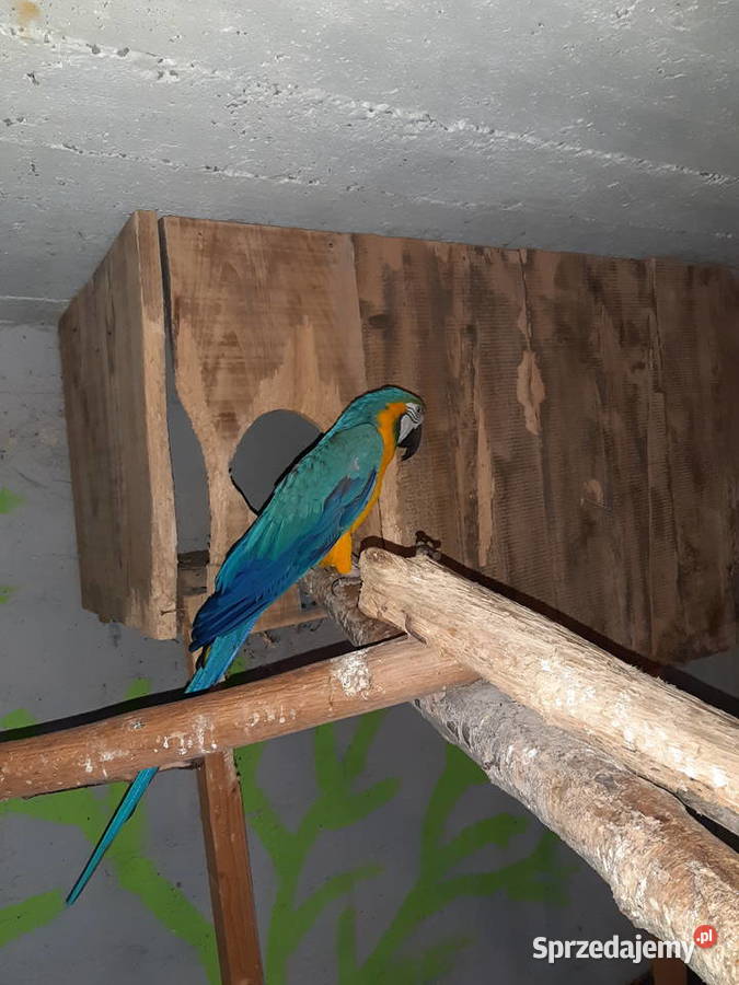 Sprzedam papugi ary