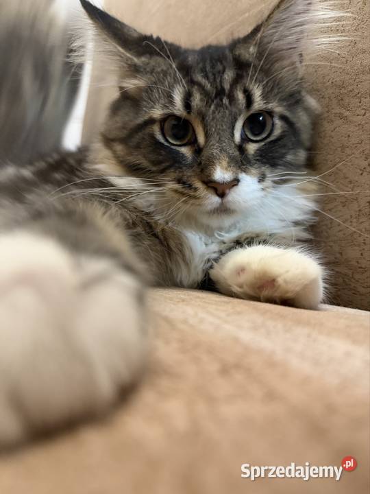 Maine coon kocięta Starogard Gdański