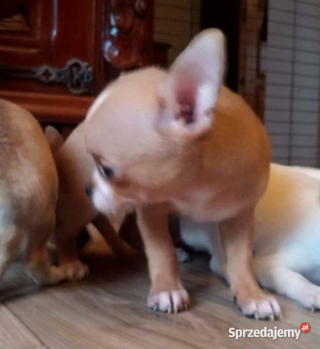 Chihuahua suczka biała i bezowa Jasienica Dolna sprzedam