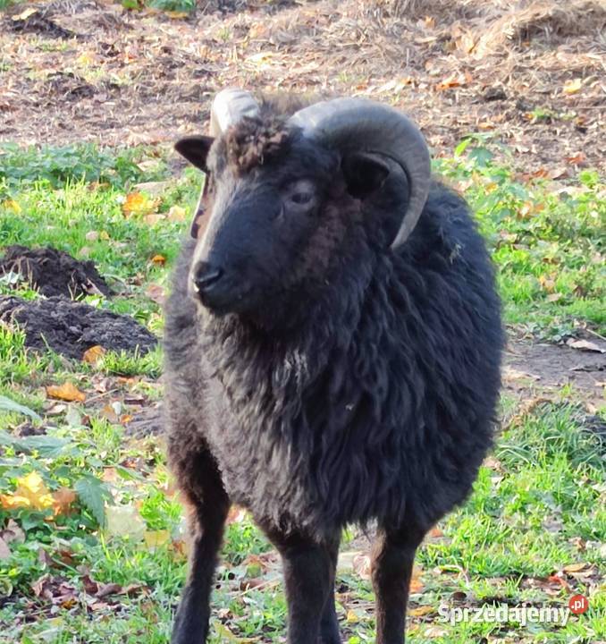 Baran tryk owce Skudde