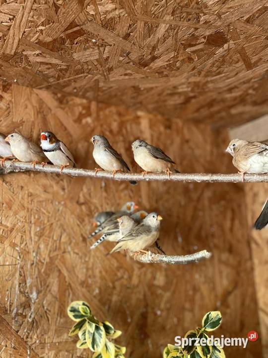 Sprzedam zeberki Mechlin