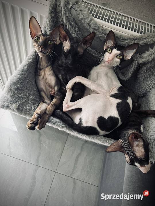 Cornish Rex kocur i kotka płatna adopcja Żory