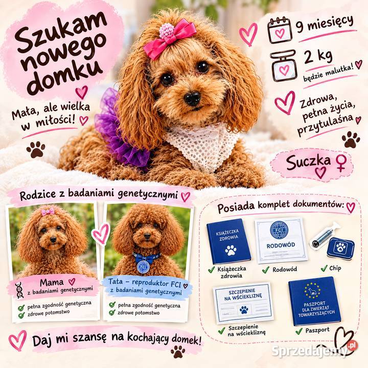 Layla odchowana pudel toy Paszport Jasło