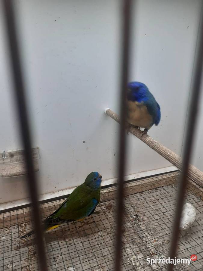 Łąkówki wspaniałe I lilianki Kalisz