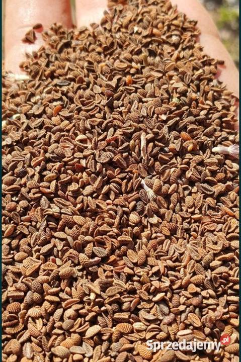 Facelia błękitna poplon dopłaty roślina